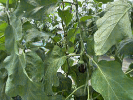 Thrips sur culture d'aubergines sous abri